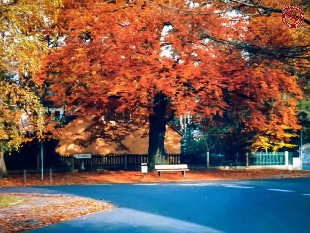 Fall Foliage, Buchschlag, Germany